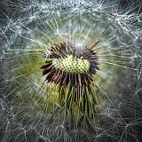 Dandelion Seed Head_00338